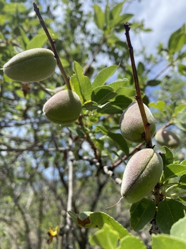 Prunus bucharica, photograph 6