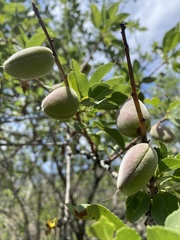 Prunus bucharica, photograph (c) Katharine Khamhaengwong, some rights reserved (CC BY)