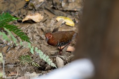 Rallina fasciata