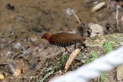 Rallina fasciata