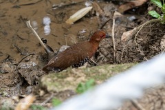 Rallina fasciata