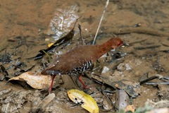 Rallina fasciata