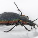 Carabus vietinghoffii - Photo (c) D. Sikes, some rights reserved (CC BY-SA)