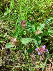 Prunella vulgaris