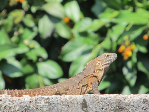 Sonoran Spiny-tailed Iguana