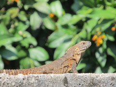Ctenosaura macrolopha
