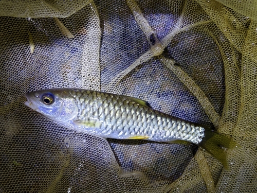 Caldwell's barb (Spinibarbus caldwelli) — Cyprinidae — 2