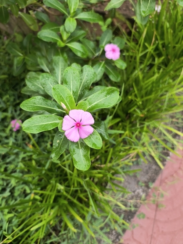 Madagascar Periwinkle
