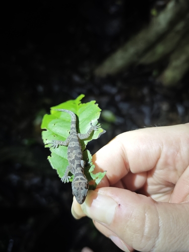 Cattien Bent-toed Gecko, Cyrtodactylus cattienensis
