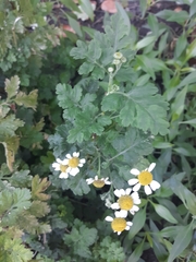 Tanacetum parthenium