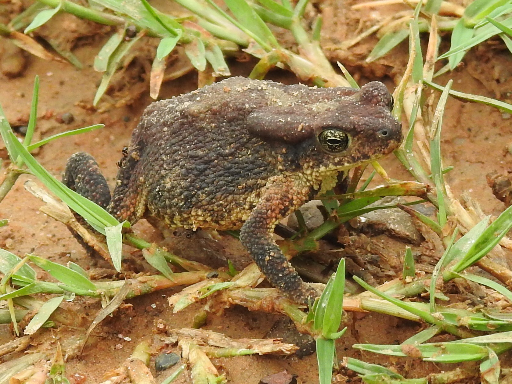 Taita Toad photo 7