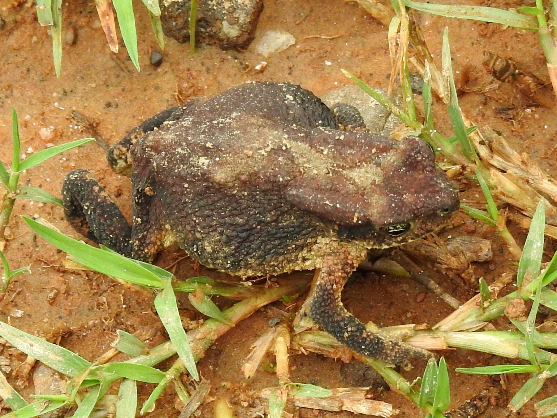 Taita Toad photo 8