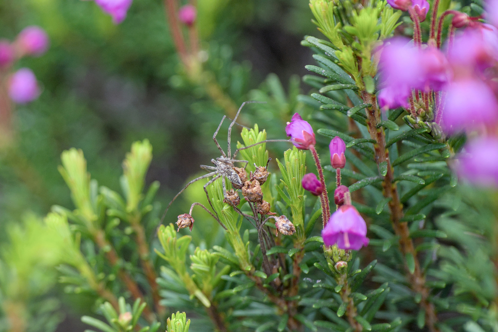 Rhysodromus alascensis