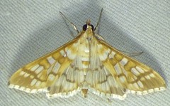 Epipagis fenestralis