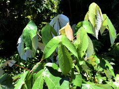 Macaranga hypoleuca