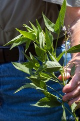 Orbexilum onobrychis