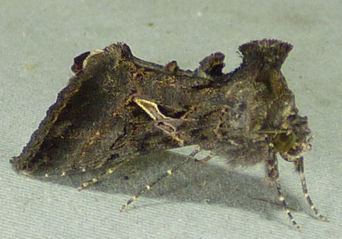 Sharp-stigma Looper Moth photo 4