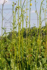 Silphium terebinthinaceum