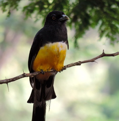 Trogon citreolus