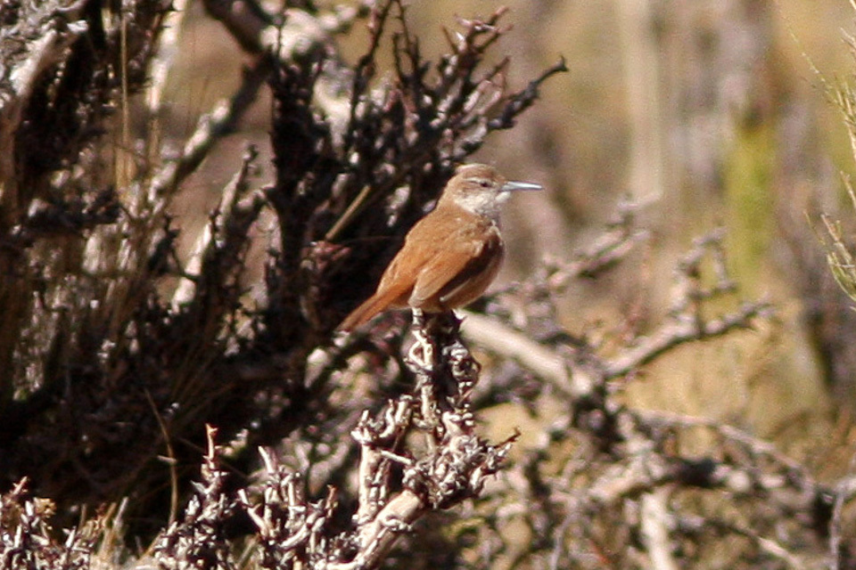 Straight-billed Earthcreeper