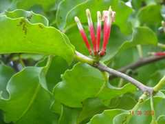 Tapinanthus