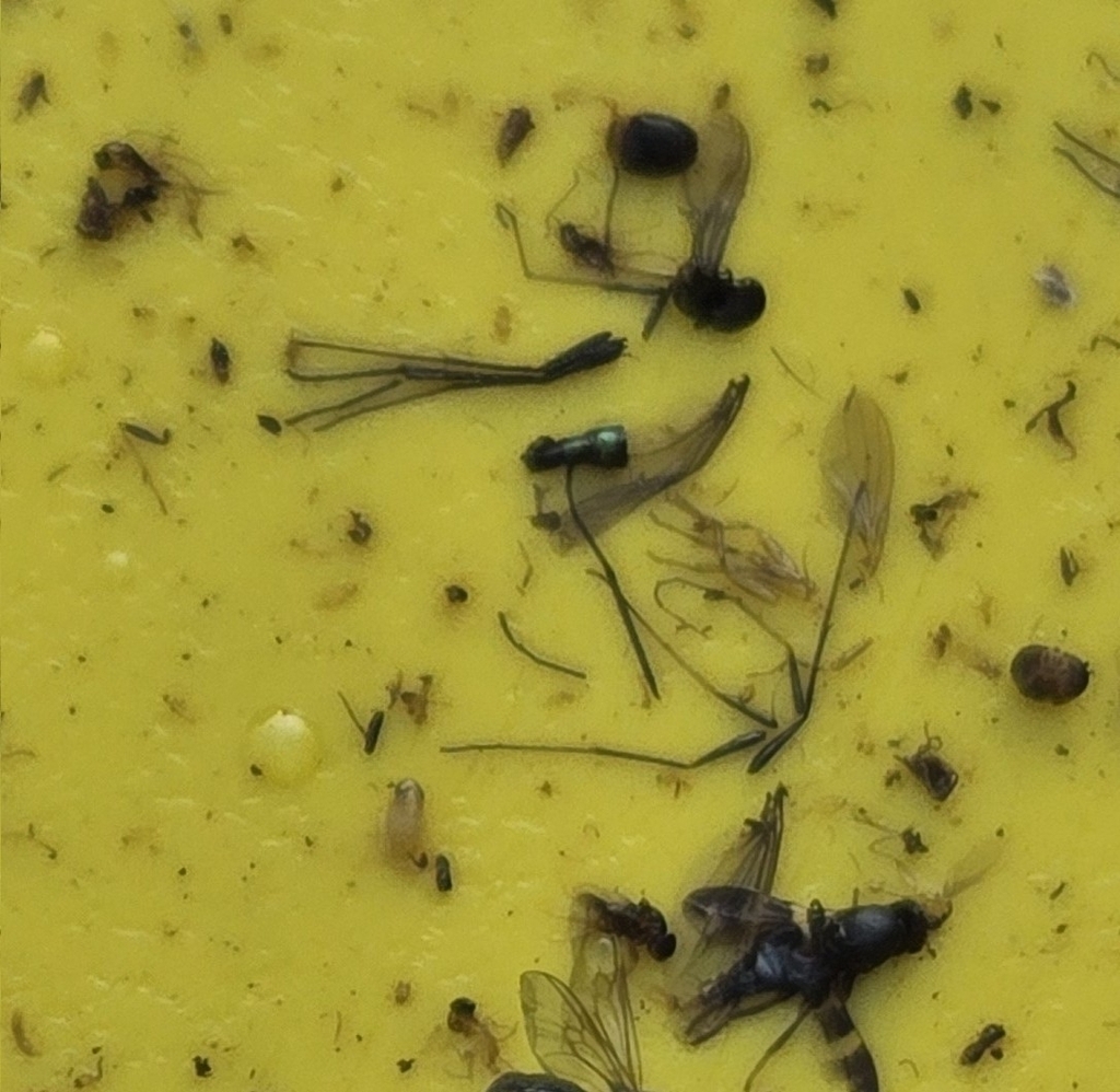 Insects from Sagrado Corazón, San Juan, Puerto Rico on June 7, 2025 at ...