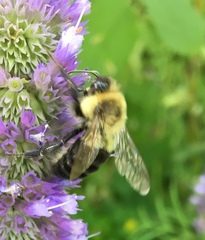 Bombus impatiens