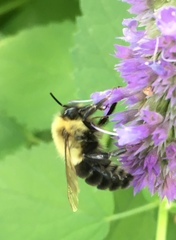 Bombus impatiens