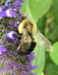 Bombus impatiens