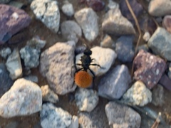 Dasymutilla nogalensis