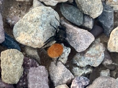 Dasymutilla nogalensis