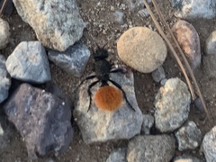 Dasymutilla nogalensis