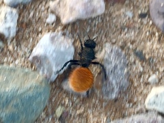 Dasymutilla nogalensis