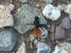 Dasymutilla nogalensis