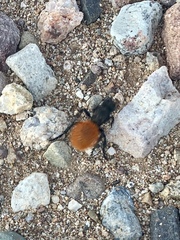 Dasymutilla nogalensis