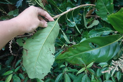 Lithocarpus kawakamii