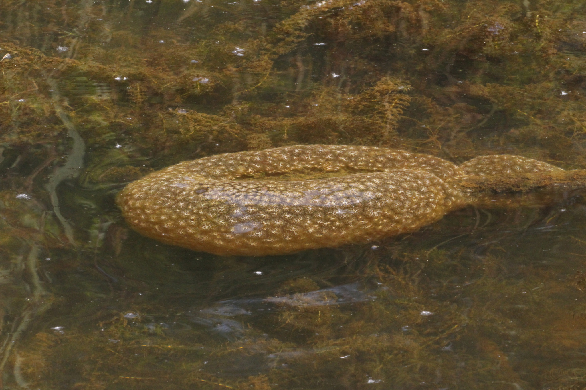 Pectinatella magnifica (Leidy, 1851)