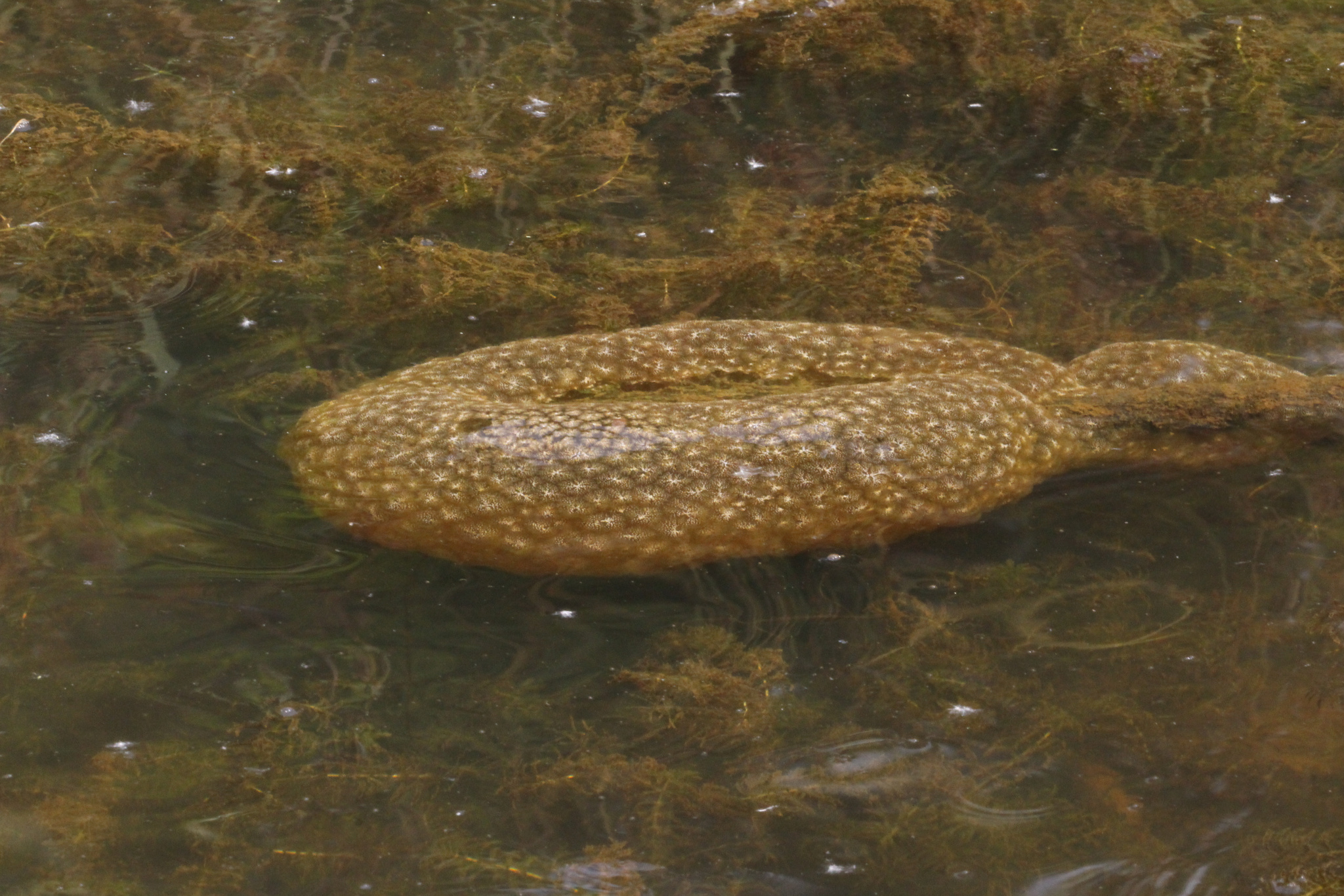 Pectinatella magnifica (Leidy, 1851)