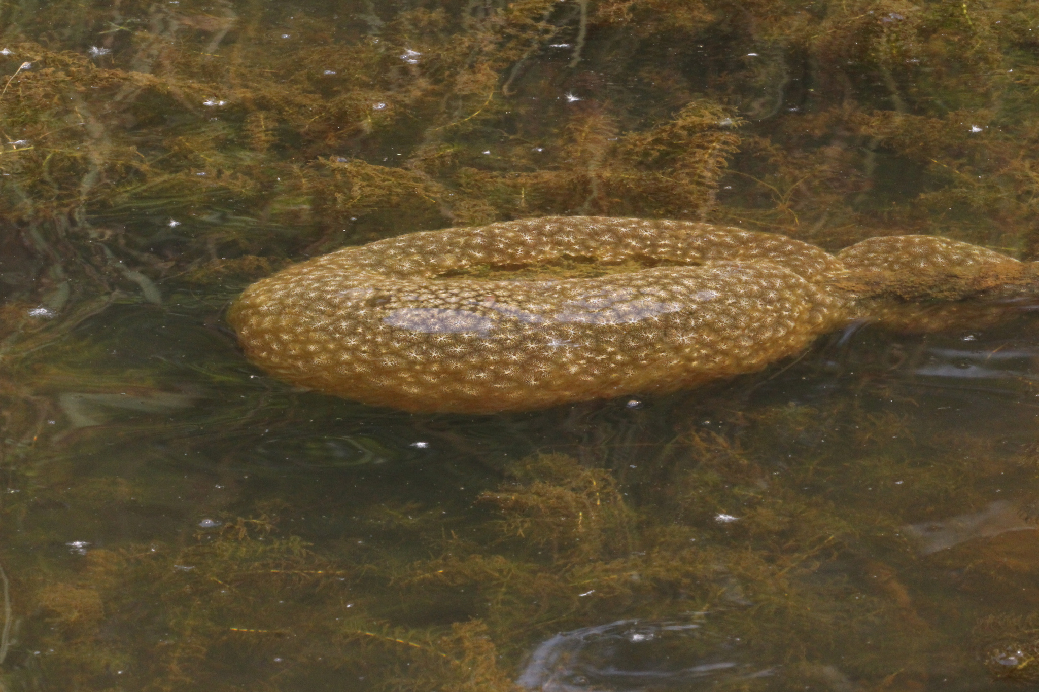 Pectinatella magnifica (Leidy, 1851)