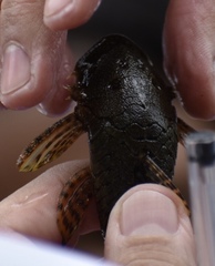 Chaetostoma