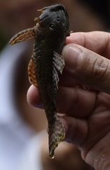 Chaetostoma