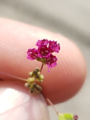 Boerhavia diffusa image