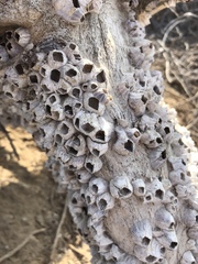 Amphibalanus amphitrite