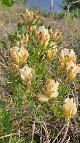 Chamaecytisus albus