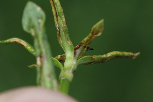 Alligatorweed Thrips photo 5