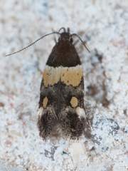 Triclonella determinatella