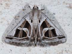 Callistege intercalaris