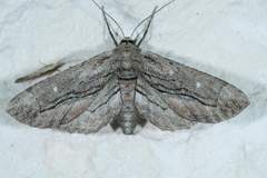 Holochroa dissociarius