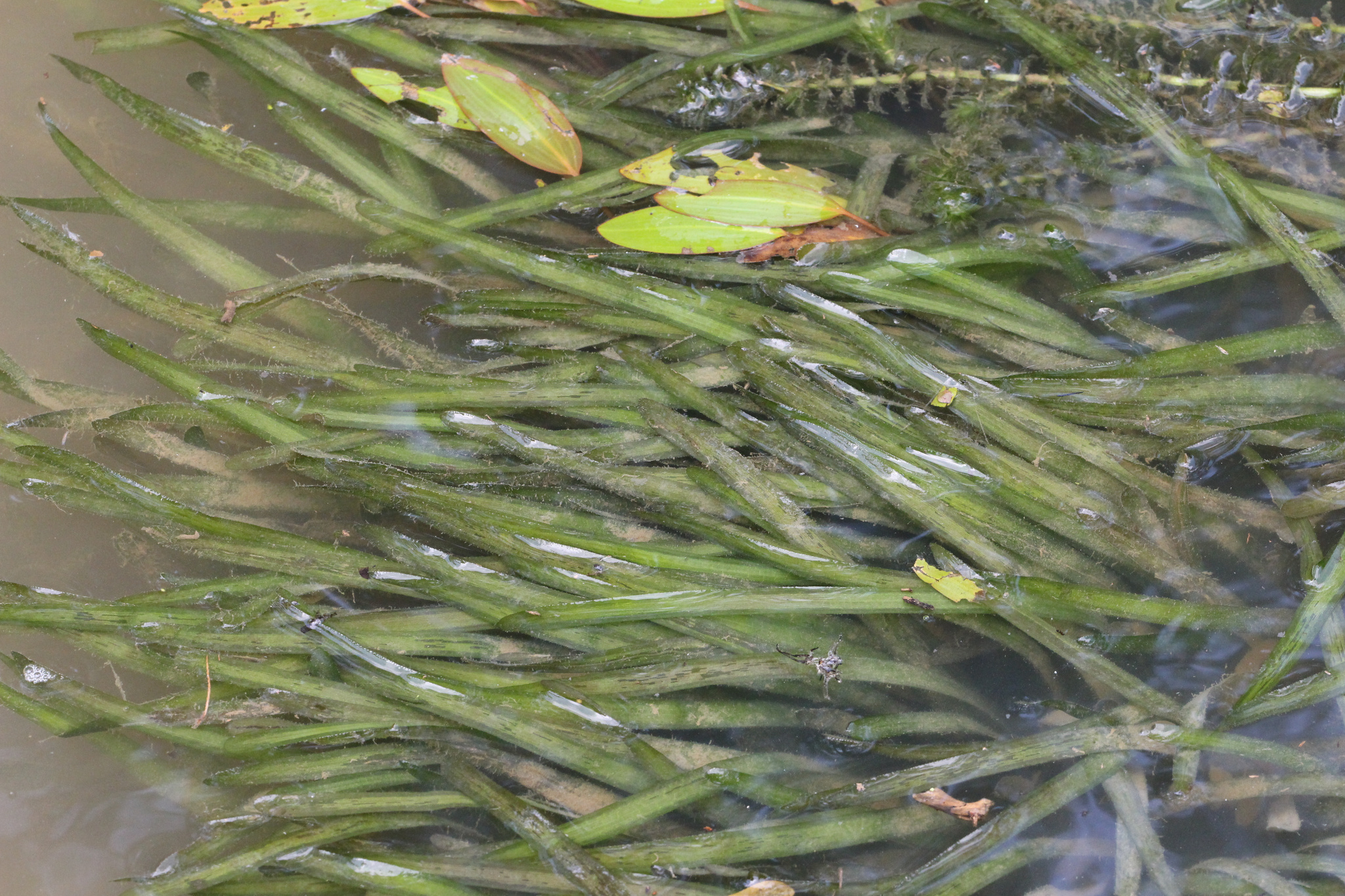 Vallisneria ×