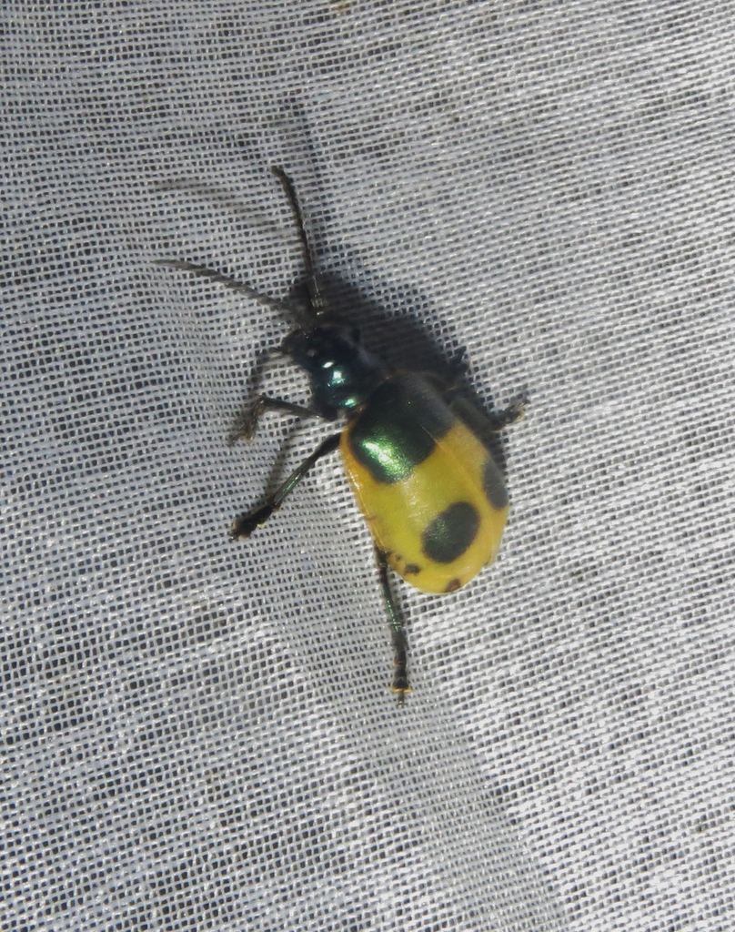 Monocesta jansoni